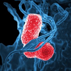 bacteria-under-a-microscope bacteria-under-a-microscope